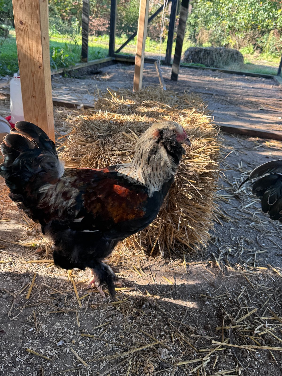 Gratis: Brahma x Faverol haantjes, Dieren en Toebehoren