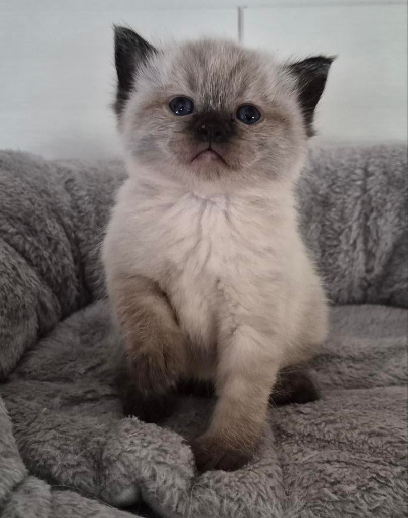 Ragdoll x brit kittens, Dieren en Toebehoren, Katten en Kittens | Raskatten | Langhaar, Meerdere dieren