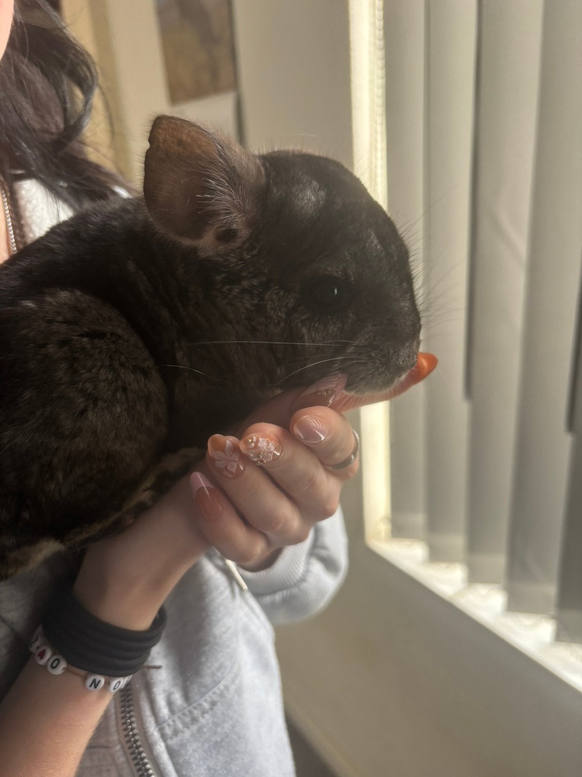 Lieve chinchilla man 3 jaar oud, Dieren en Toebehoren, Chinchilla, Mannelijk, Januari, Tam