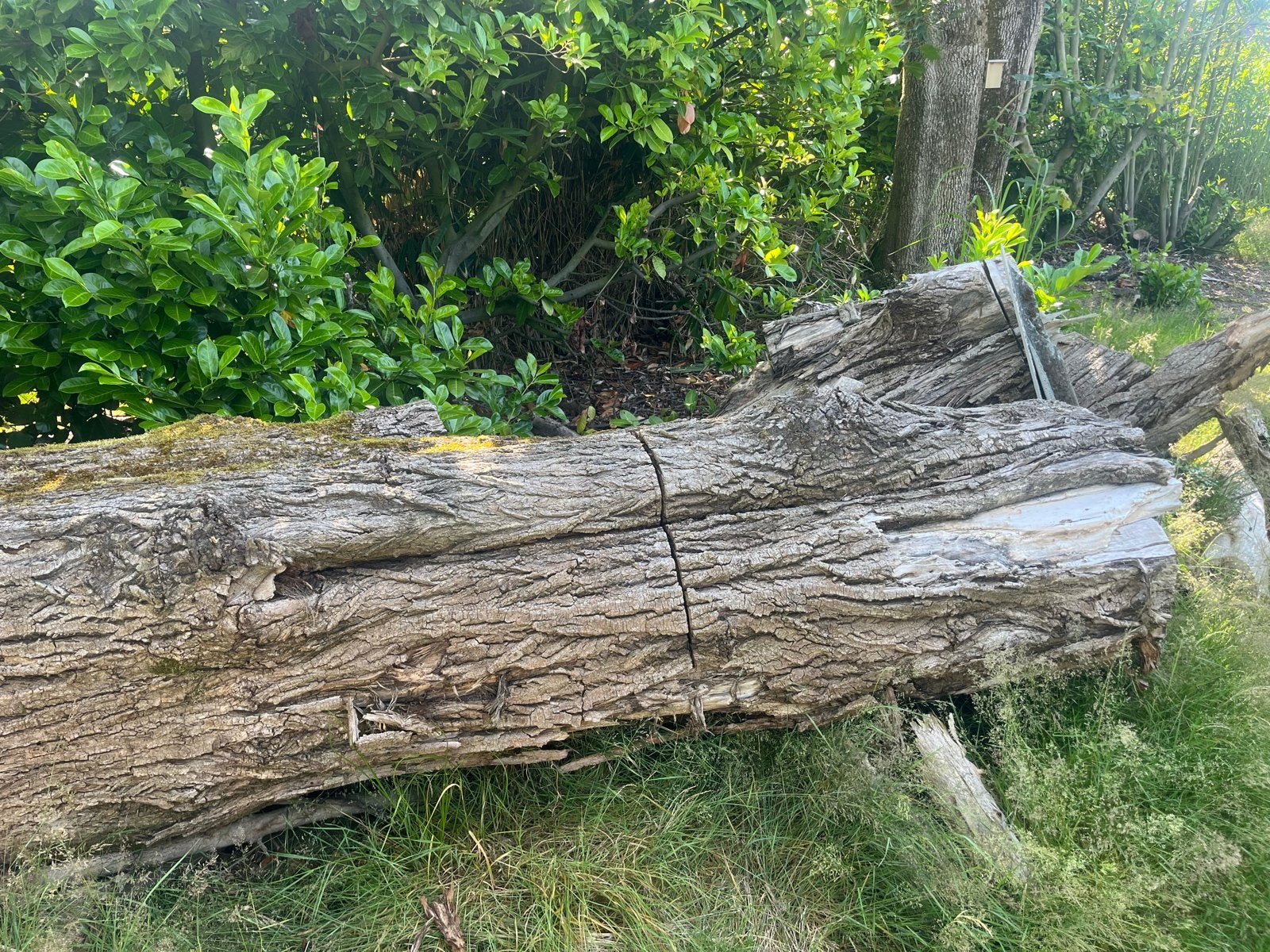 Grote boomstam voor houtbewerking of decoratie, Tuin en Terras, Haardhout, 6 m³ of meer, Ophalen, Overige houtsoorten, Stammen