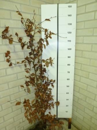 NIET MEER LEVERBAAR Beukenhaag / Fagus sylvatica, Tuin en Terras, Planten | Struiken en Hagen, Ophalen, Overige soorten, Haag