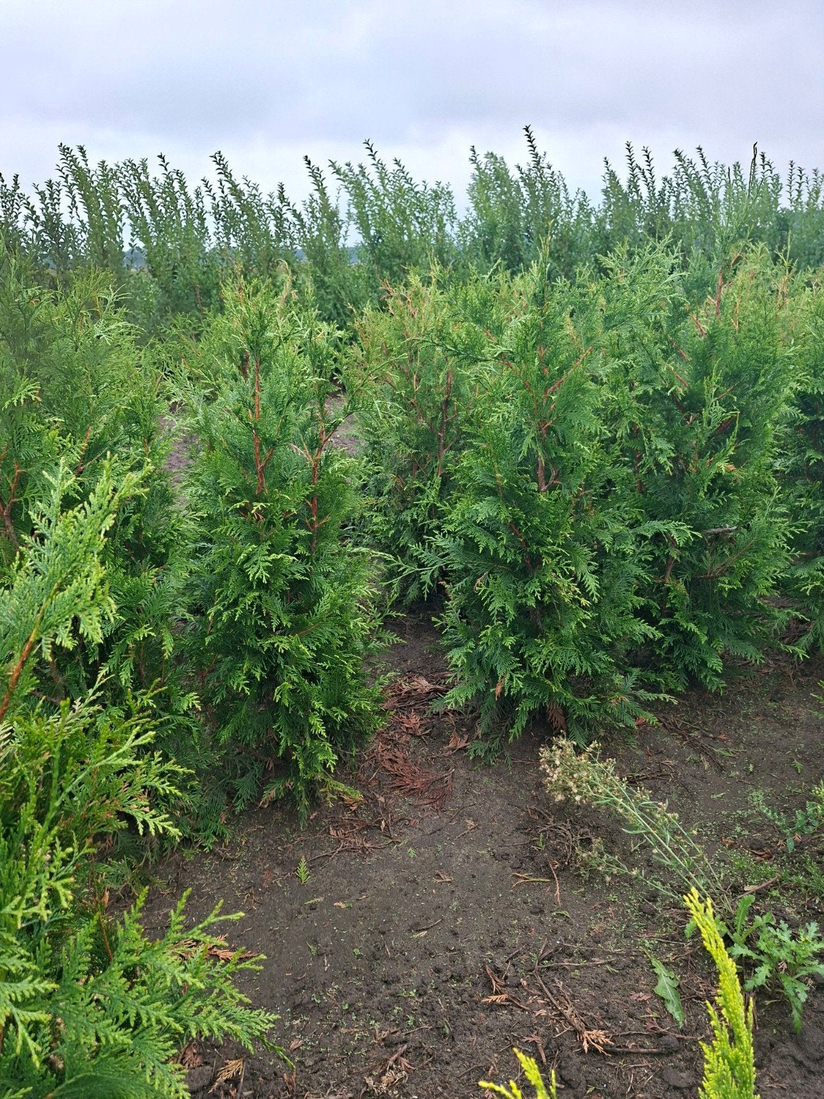 conifeer, thuja plicata excelsa. tot 120 cm, Ophalen of Verzenden, Conifeer, 100 tot 250 cm