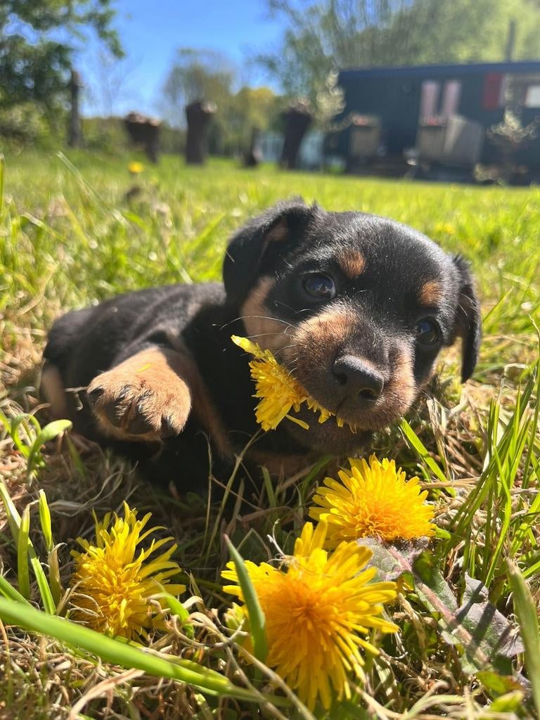 Jack russell/boerenfox pups, Dieren en Toebehoren, Honden | Jack Russells en Terriërs, Jack Russell Terriër, Reu, 8 tot 15 weken