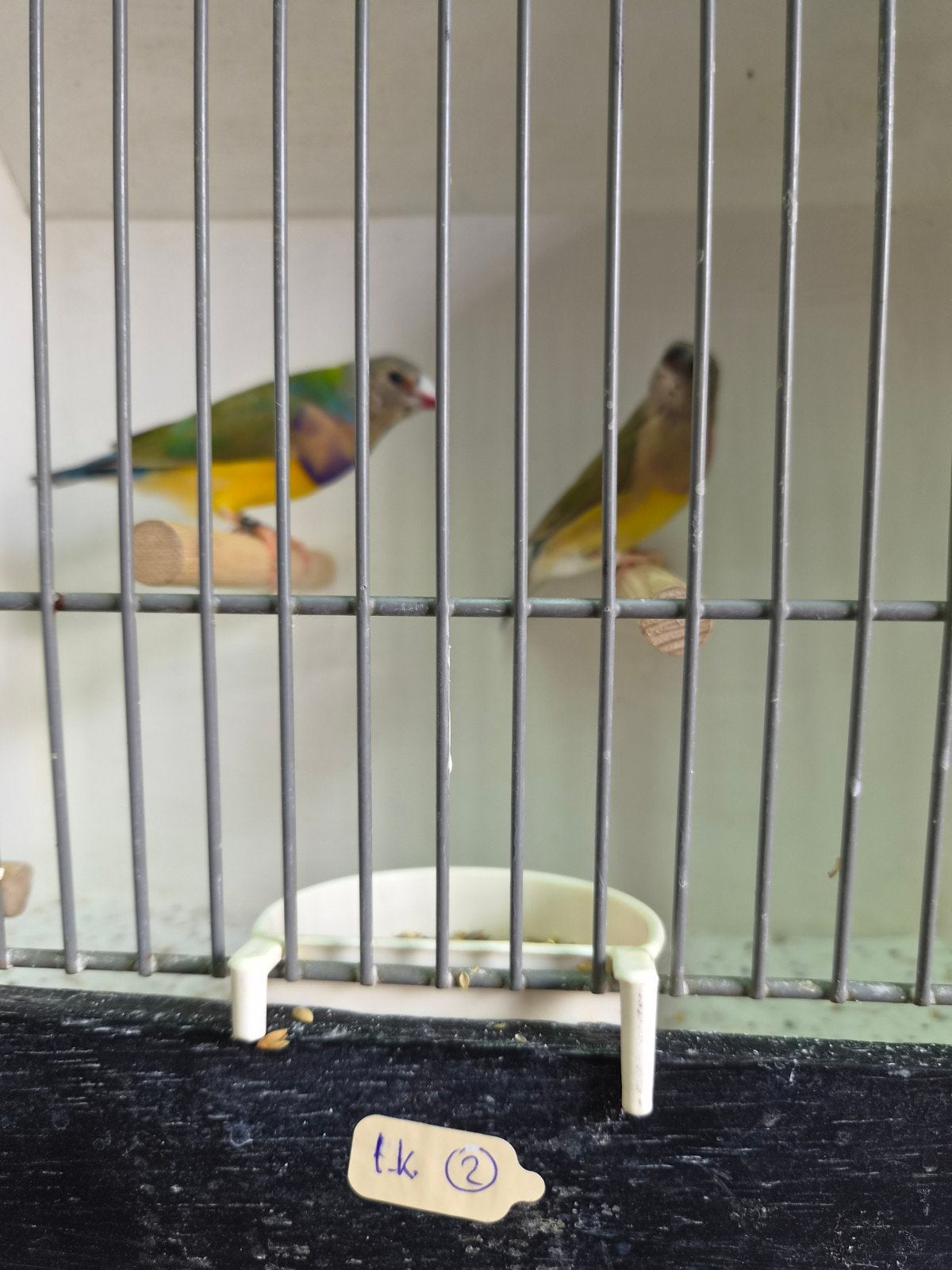 koppel gouldamadine, Dieren en Toebehoren, Meerdere dieren, Tropenvogel, Geringd