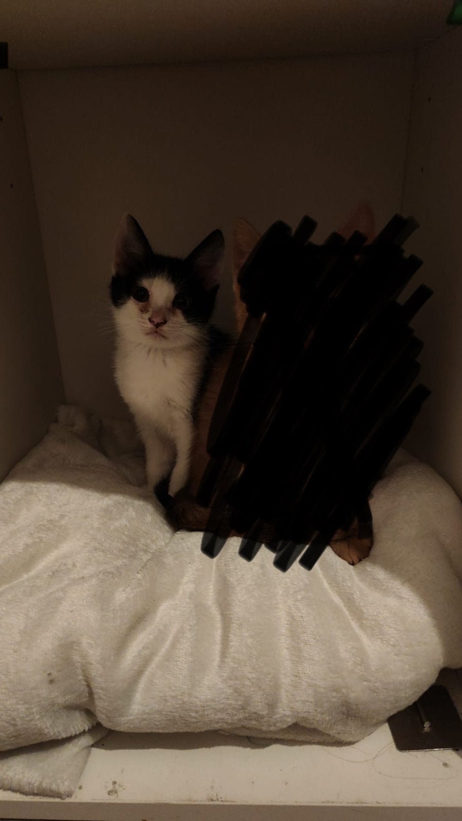 Gratis ophalen in denhaag, Kater