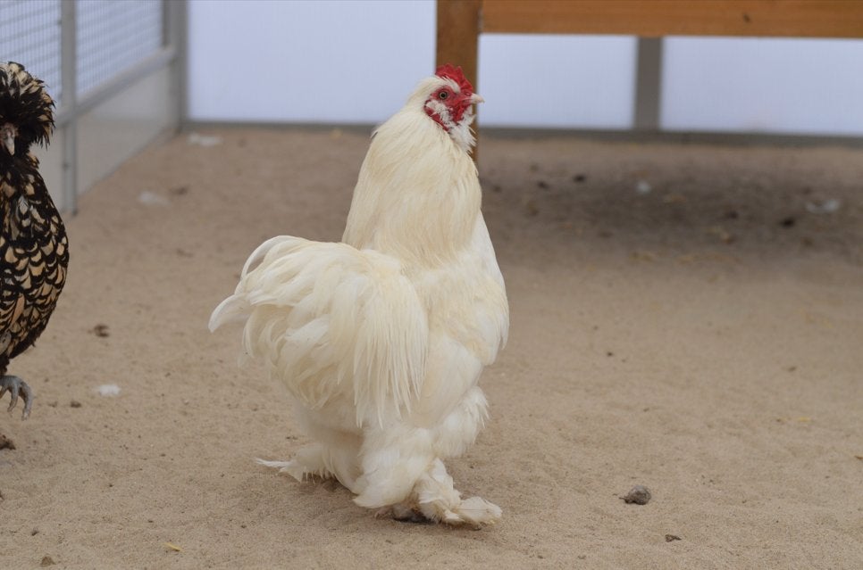 Hanen ter adoptie, Dieren en Toebehoren, Pluimvee, Mannelijk, Kip