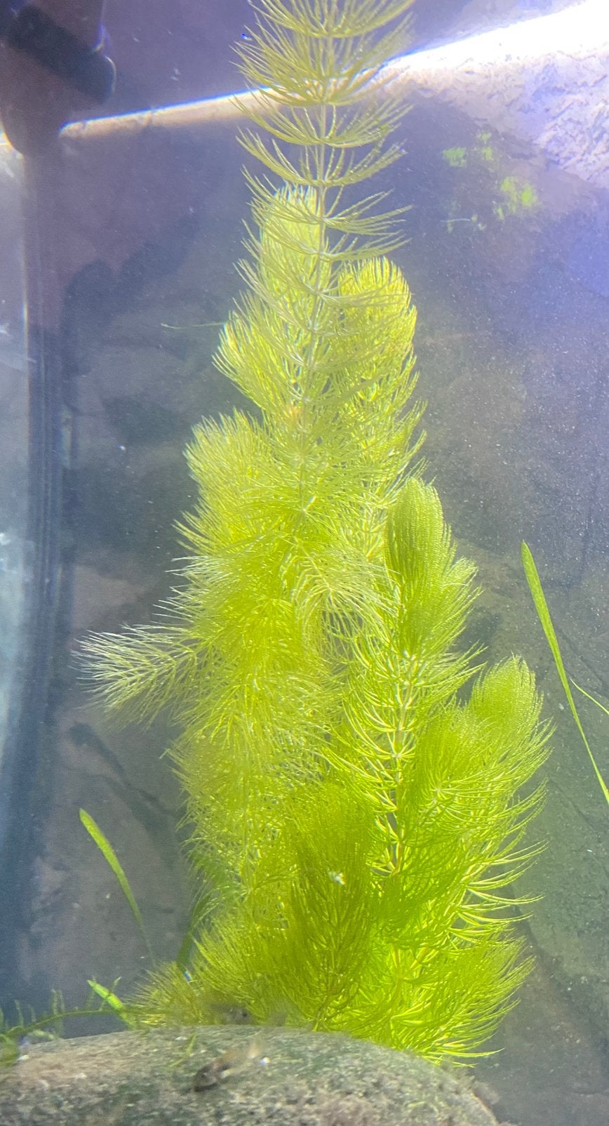 Zuurstofplant Grof hoornblad (Ceratophyllum demersum), Dieren en Toebehoren, Ophalen, Nieuw, Overige typen