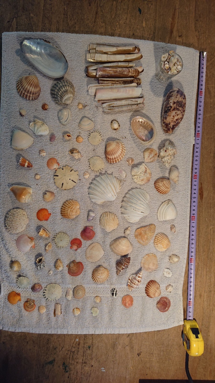verzameling schelpen, diverse soorten en maten, Ophalen of Verzenden