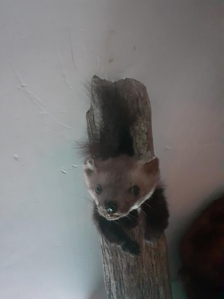 Opgezette steenmarter uit hol–taxidermie,uniek natuurgetrouw, Ophalen of Verzenden, Nieuw, Wild dier, Opgezet dier