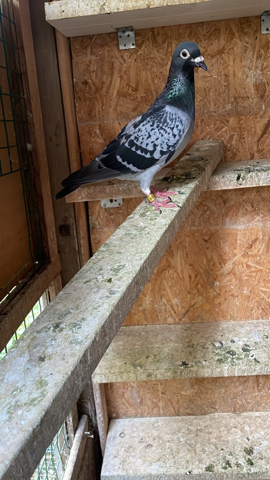 Doffer met 2 jonkies duiven, Dieren en Toebehoren