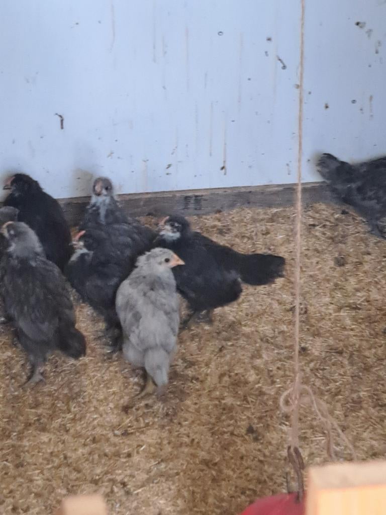 Australorp kuikens te koop, Dieren en Toebehoren, Meerdere dieren, Kip