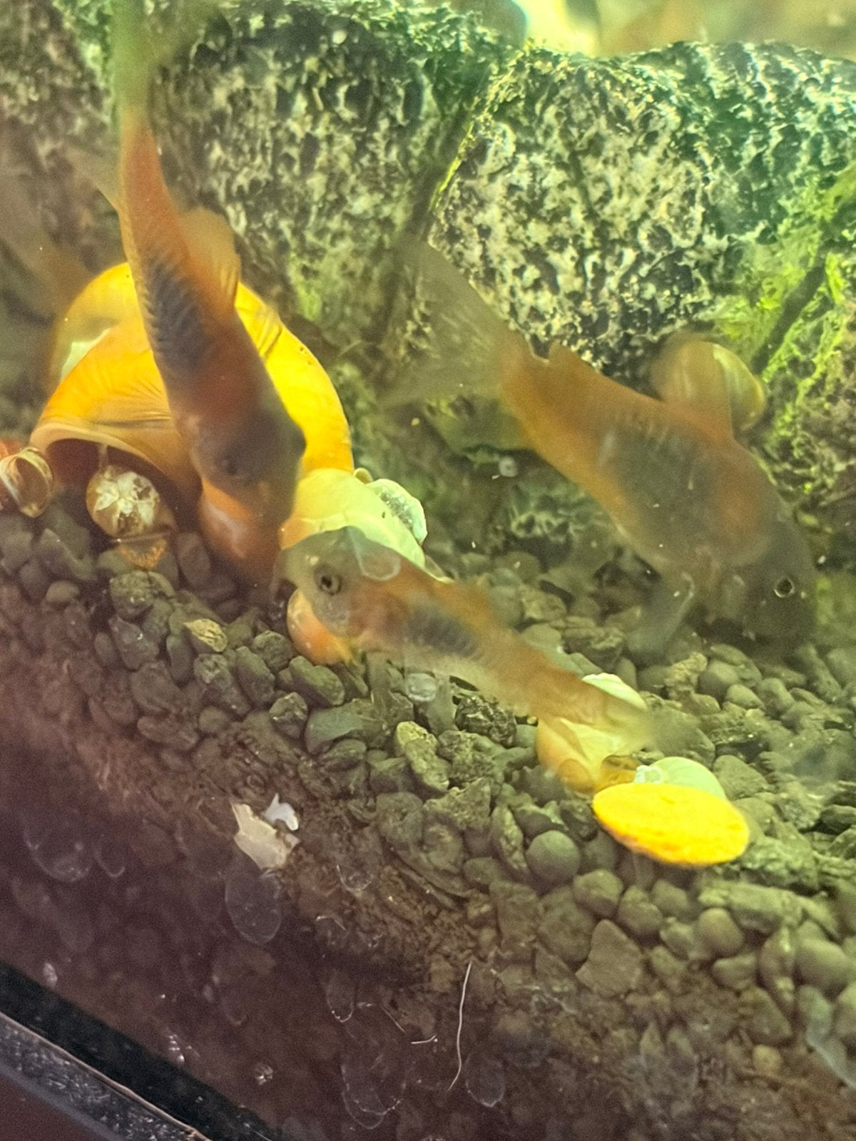 Corydora Orange Venezuela, Vis