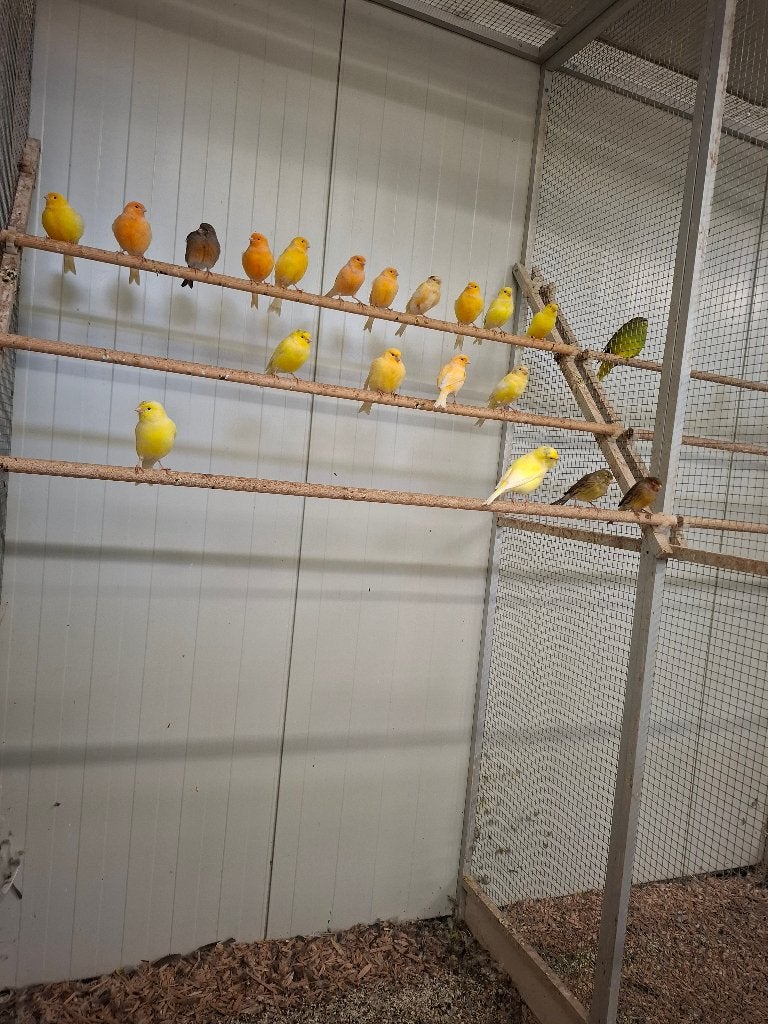 Kanaries in diverse kleuren, Dieren en Toebehoren, Meerdere dieren, Kleurkanarie