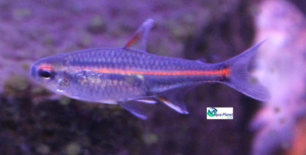 Vuurneon, Dieren en Toebehoren, Vissen | Aquariumvissen, Vis, Zoetwatervis, Schoolvis
