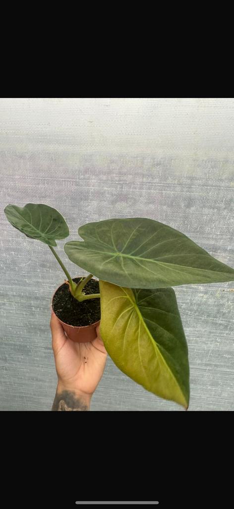 Alocasia Wentii Variegata, Ophalen of Verzenden, Halfschaduw, Minder dan 100 cm