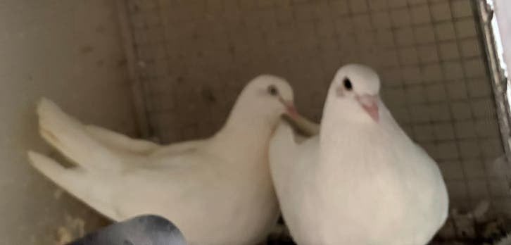 Witte postduiven, Meerdere dieren, Postduif