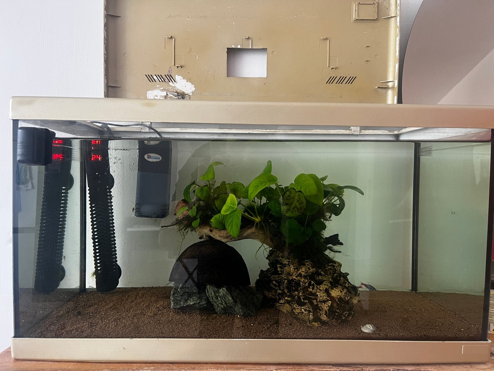 Aquarium, Vis