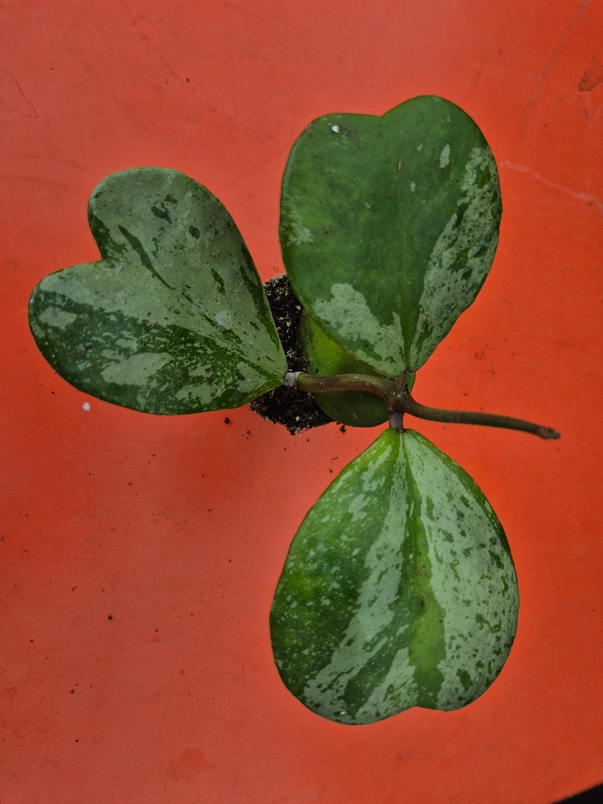Hoya Kerrii Splash p6 (8), Ophalen of Verzenden, Halfschaduw, Minder dan 100 cm