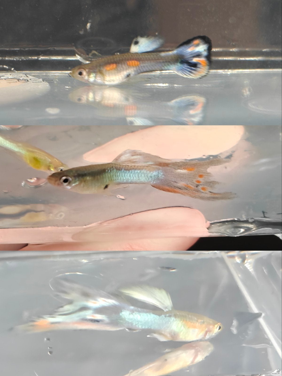 Mannelijke guppen 10x €7,50 (ook beschikbaar met vrouwtjes), Vis