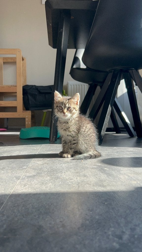 Kitten 9 weken oud, Dieren en Toebehoren, Poes, Ontwormd, 0 tot 2 jaar