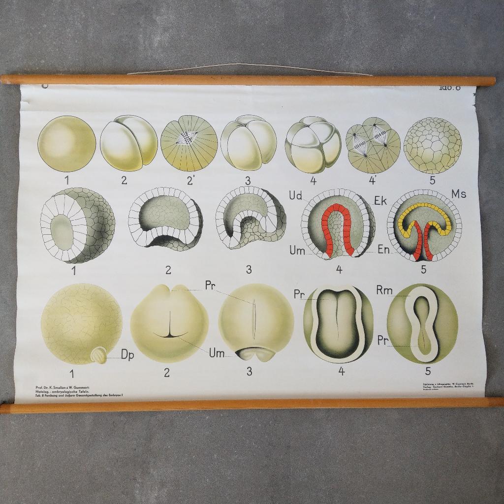 Schoolplaat Celdeling en de vorming van het embryo I – 1928, Antiek en Kunst, Antiek | Schoolplaten, Natuur en Biologie, Ophalen of Verzenden