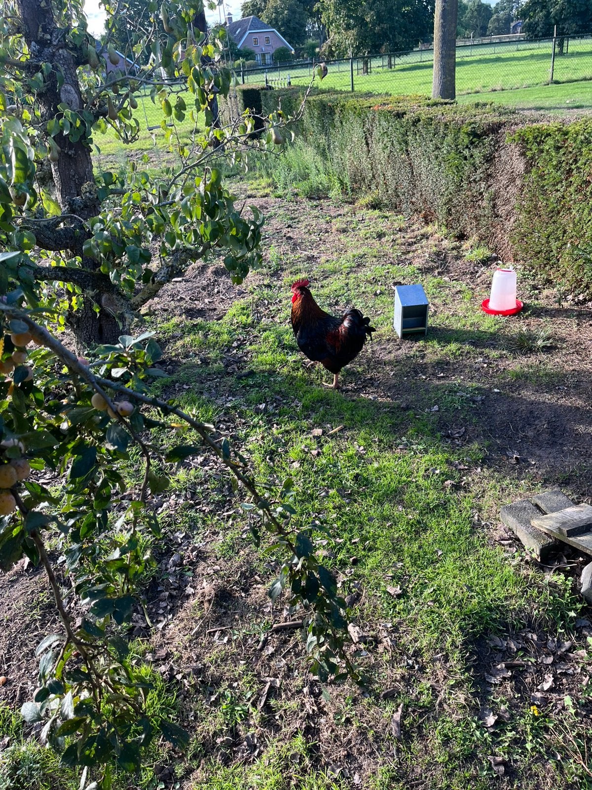 Barnervelderhaan dubbelgezoomd, Mannelijk, Kip