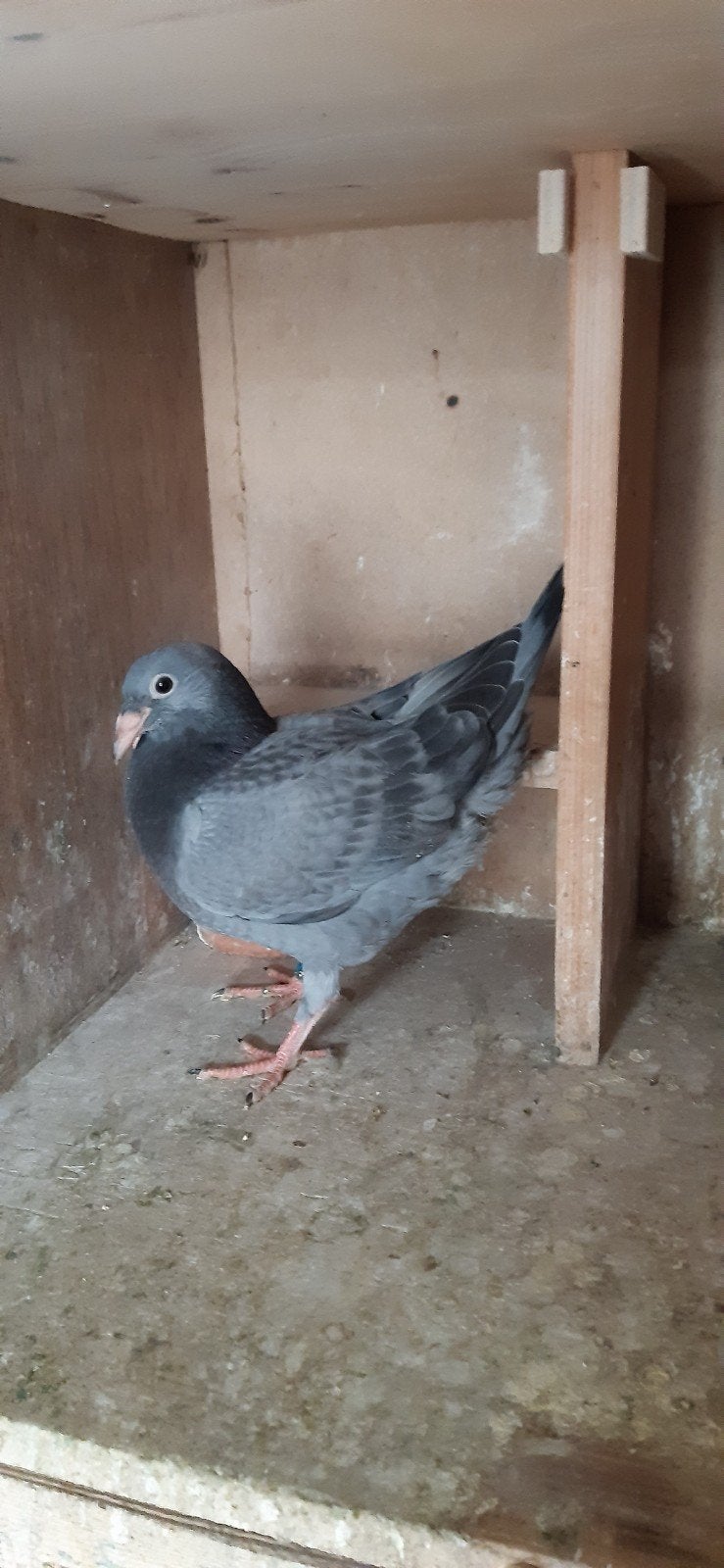 Duiven: Schallie, Meerdere dieren, Postduif
