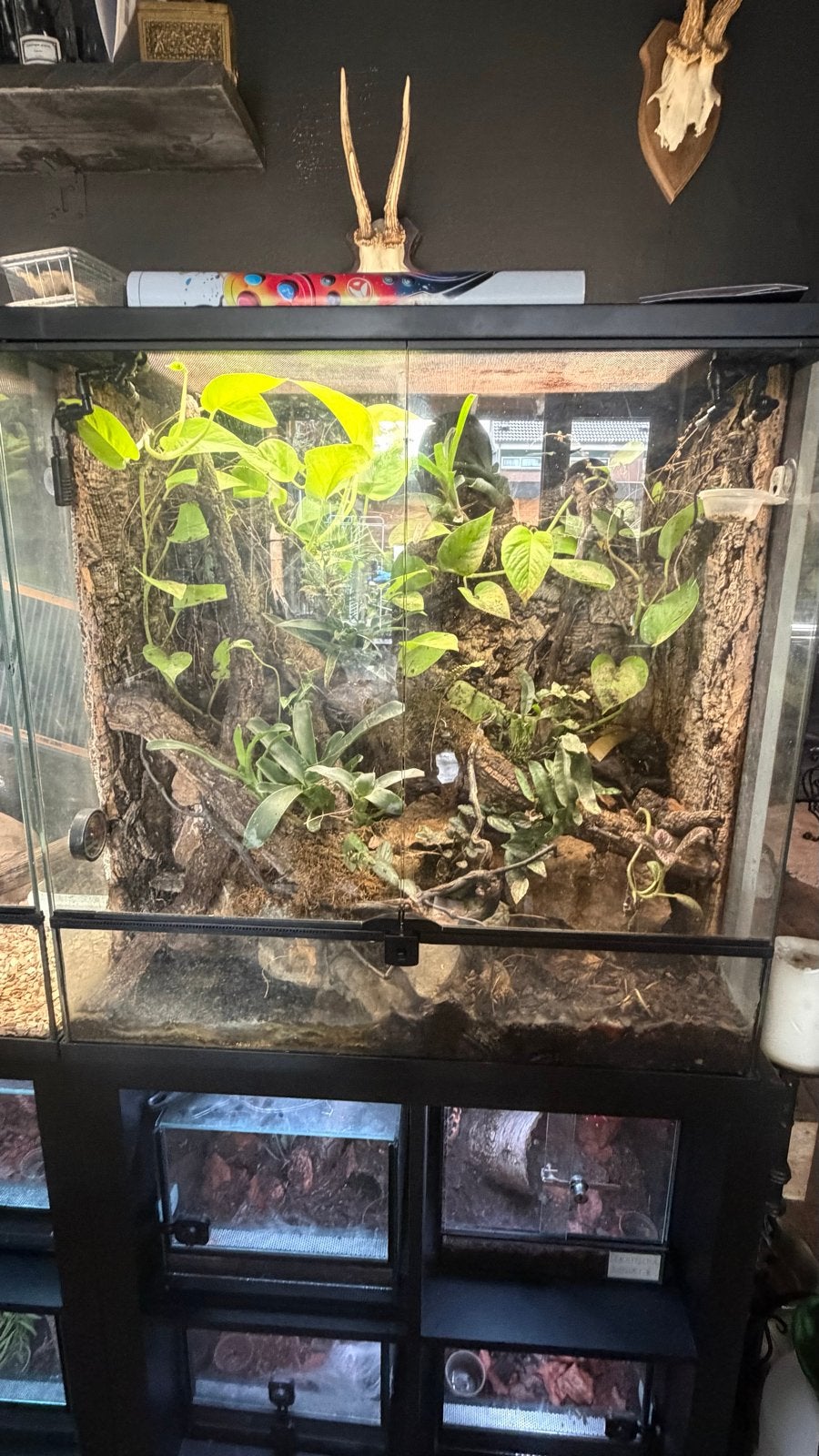 Mooie terrarium met pijlgifkikkers, Ophalen of Verzenden, Zo goed als nieuw