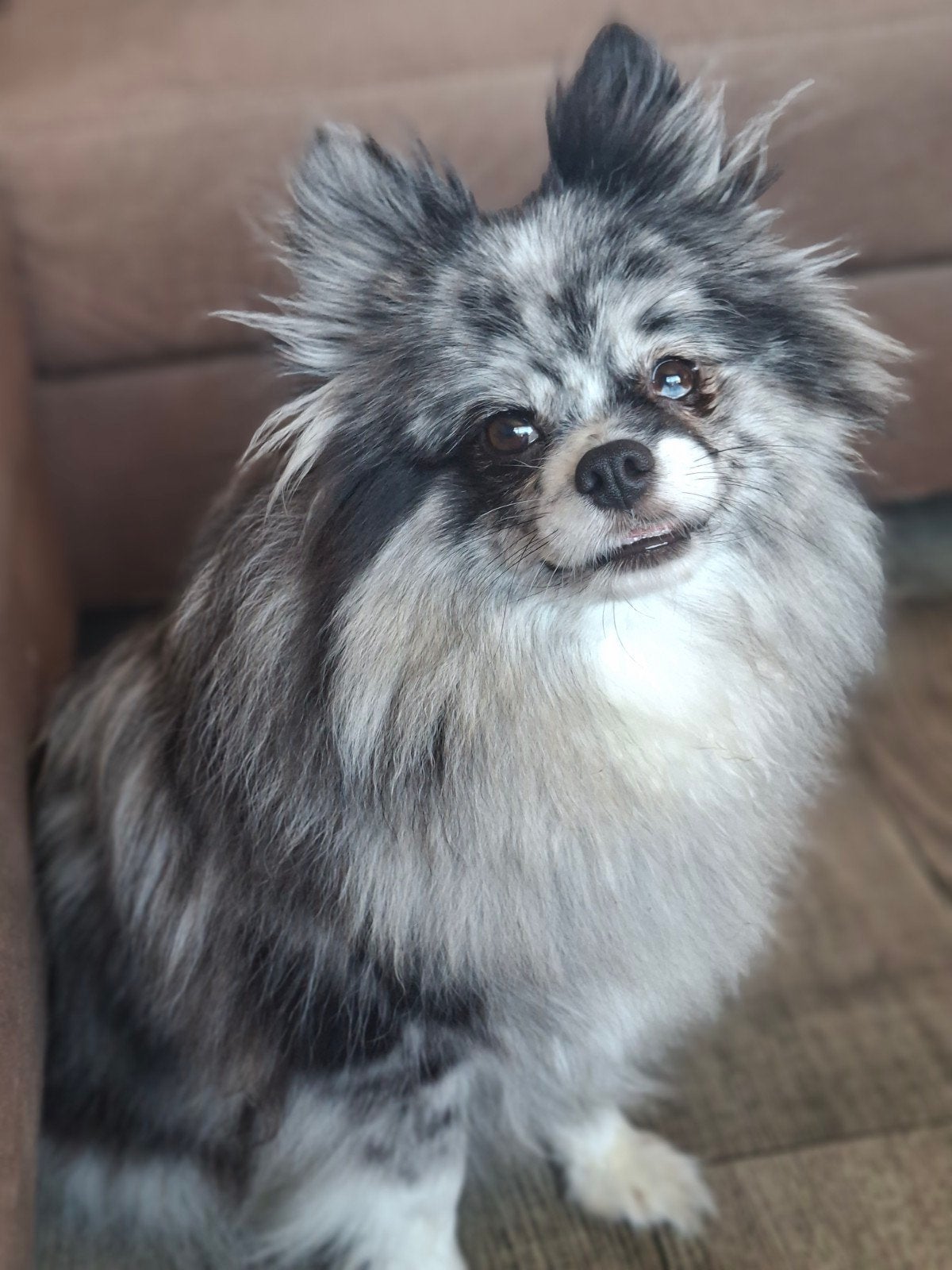 Blue merle keeshondje zoekt goudenmand., Dieren en Toebehoren, Honden | Niet-rashonden, Teef, Eén hond, 3 tot 5 jaar, Nederland