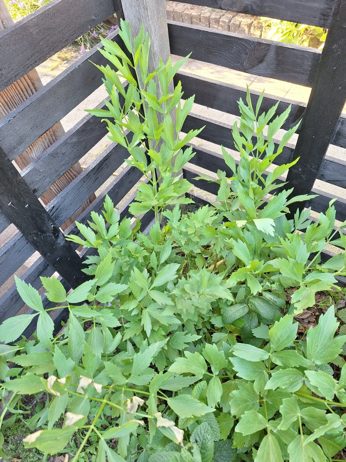 Lavas oftewel Maggie, Tuin en Terras, Planten | Tuinplanten, Ophalen of Verzenden, Overige soorten, Volle zon