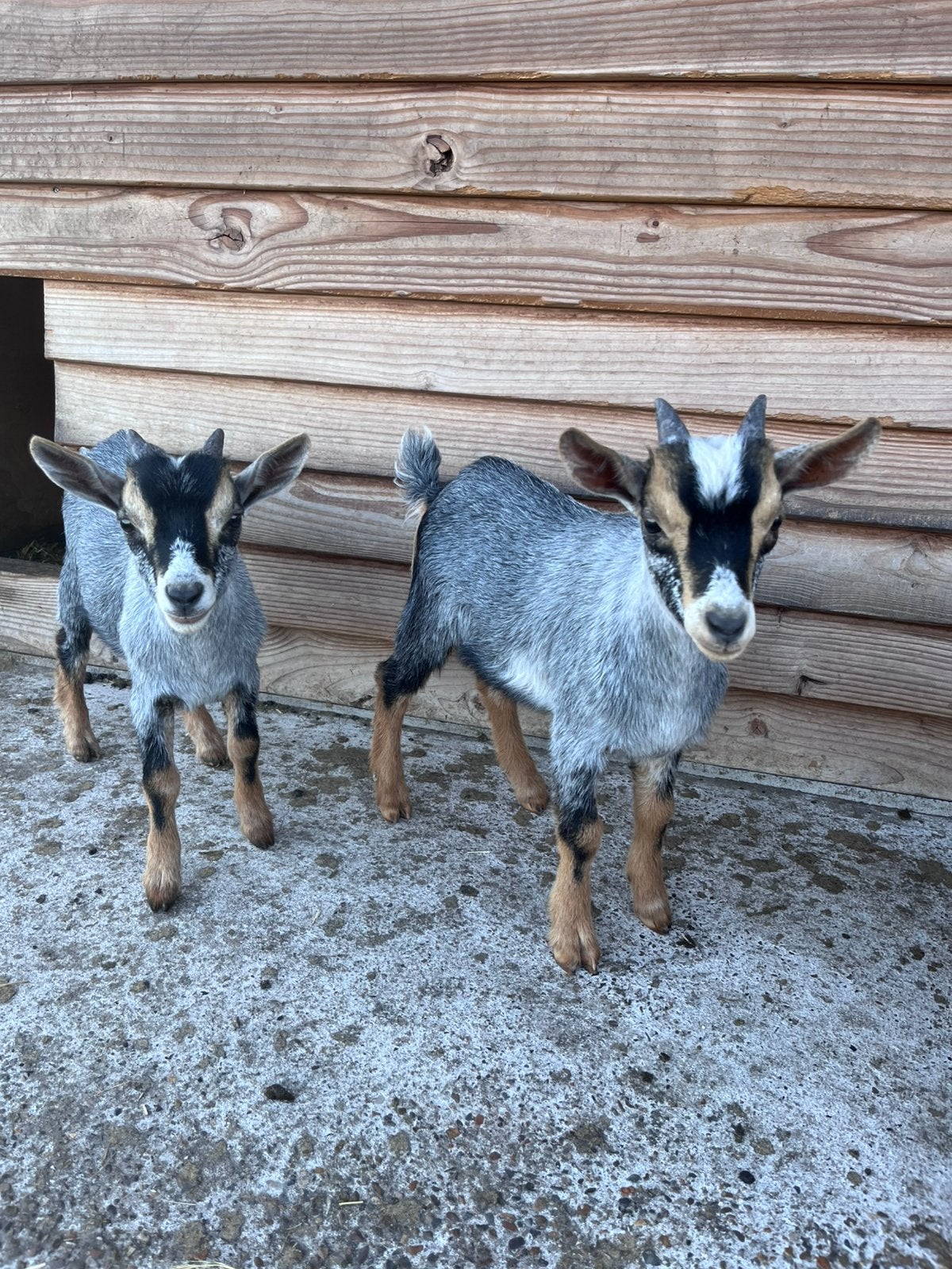3 jonge dwergbokjes, Dieren en Toebehoren, Schapen, Geiten en Varkens, Mannelijk, Geit, 0 tot 2 jaar