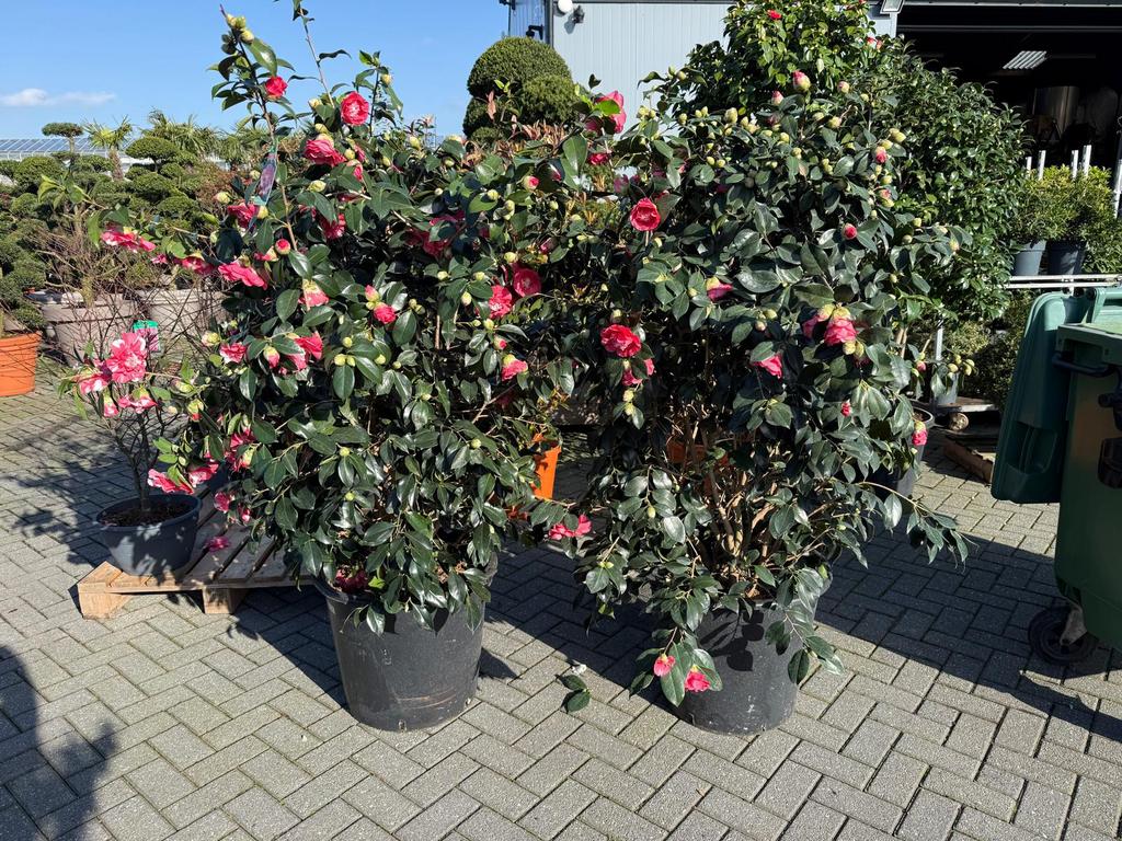 Camelia japonica XXXL  Vol Knop, Halfschaduw, Overige soorten, Lente, 100 tot 250 cm
