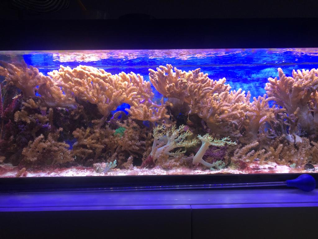 Mooie koralen voor zeeaquarium, Dieren en Toebehoren, Ophalen, Zo goed als nieuw, Plant(en), Steen of Hout