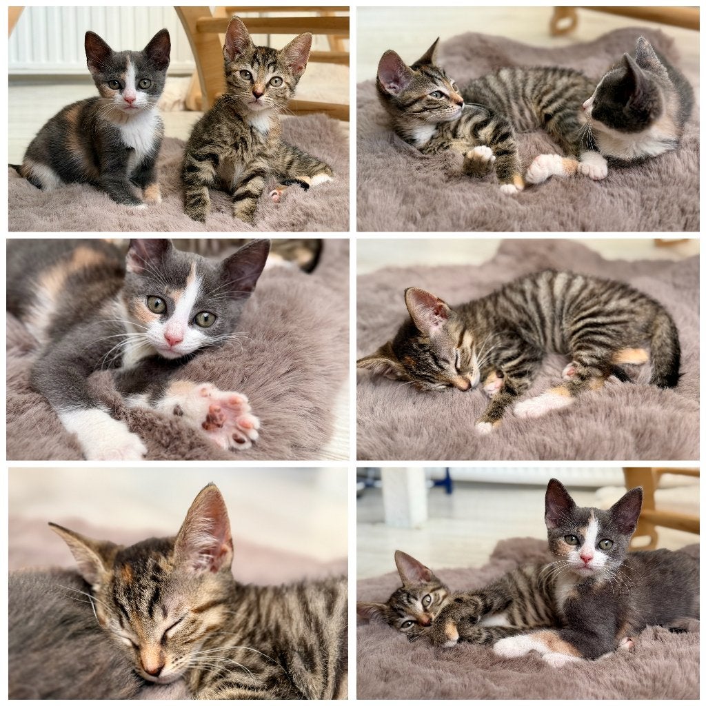 2 lieve kittens( vrouwtjes ), Dieren en Toebehoren, Poes, Kortharig, 0 tot 2 jaar