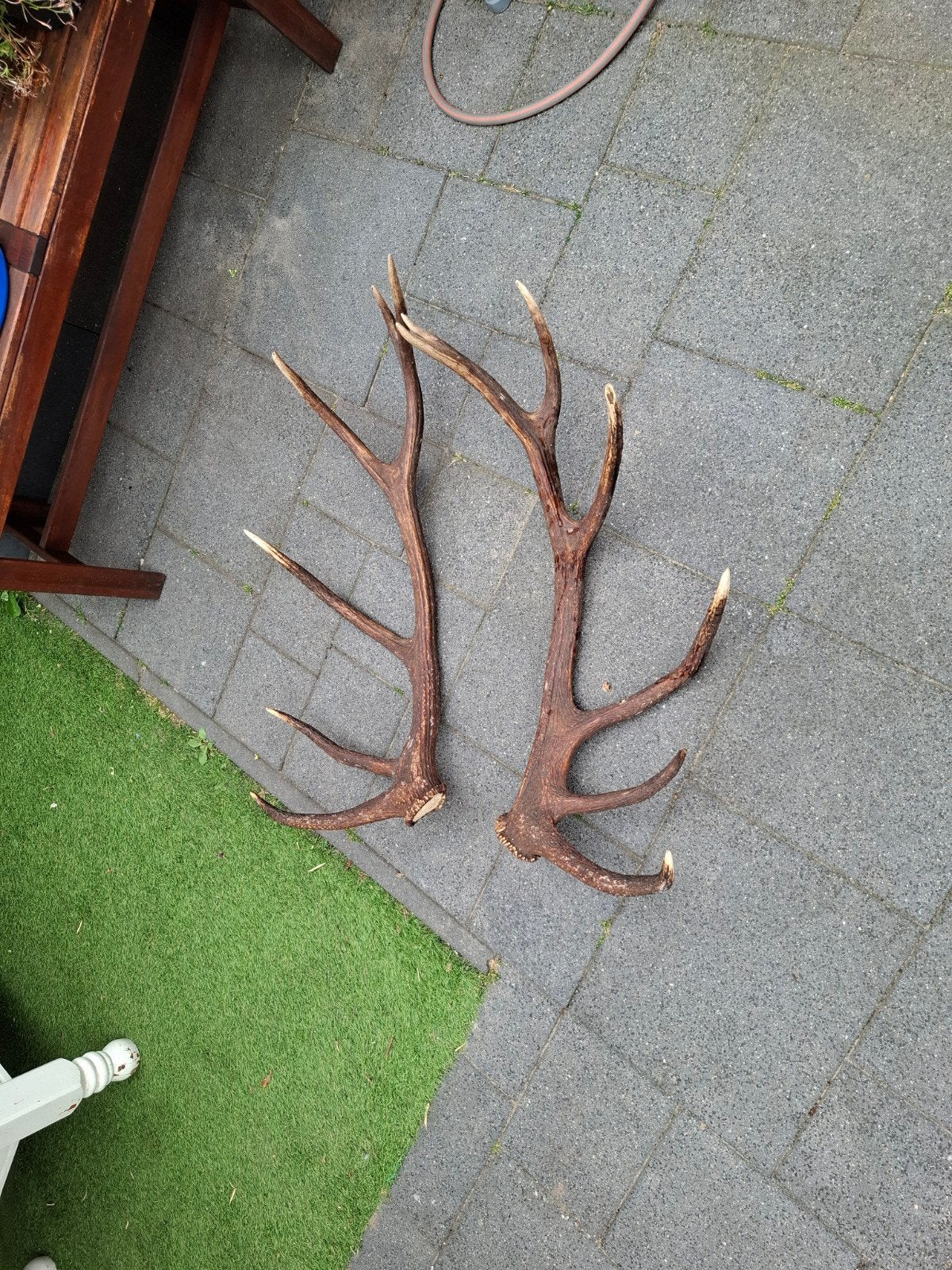 Groot Gewei van Edelhert - Decoratie, Verzamelen, Overige Verzamelen, Gebruikt, Ophalen