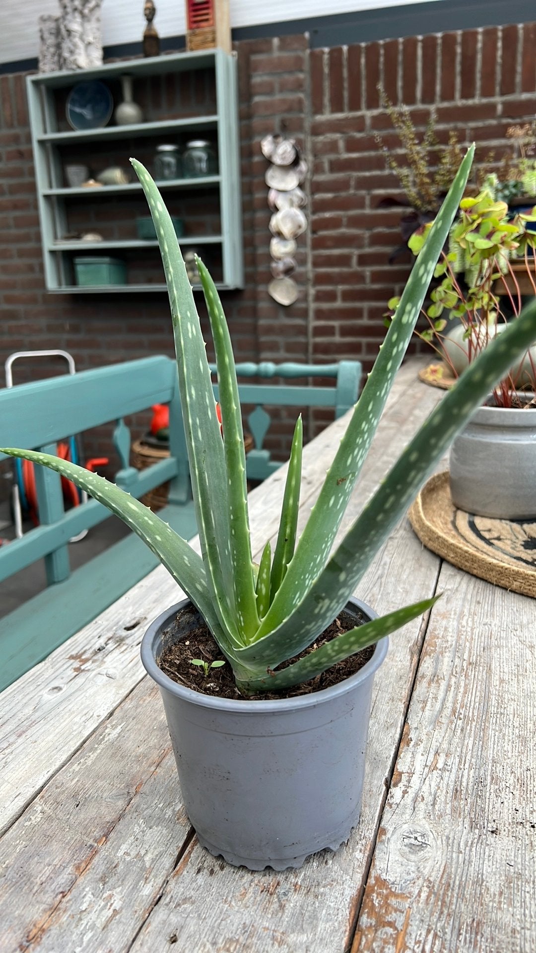 Aloe vera plant, Ophalen, Eenjarig, Groenteplanten, Volle zon