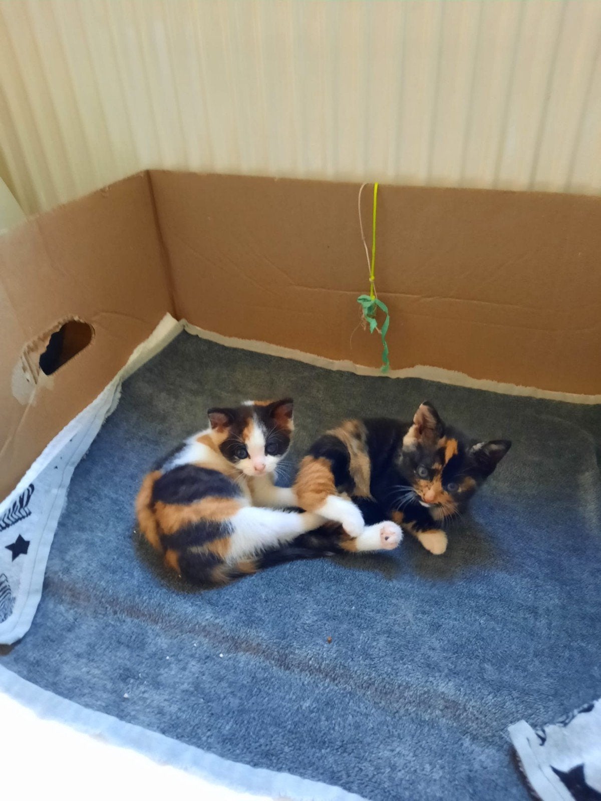 Kittens  op zoek naar liefdevol  huis, 0 tot 2 jaar