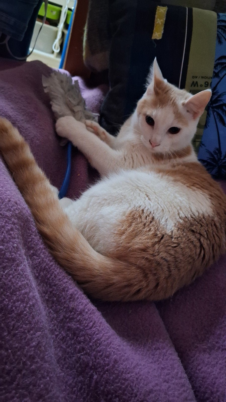 Lieve kittens, Meerdere dieren, 0 tot 2 jaar