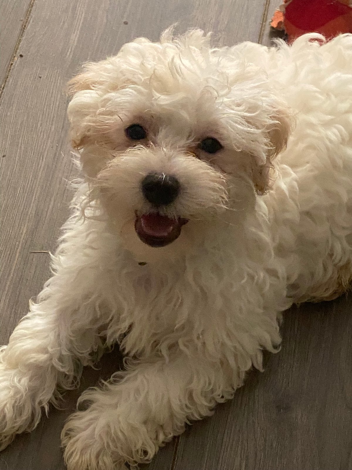Maltipoo pups, Parvo, Overige rassen, 8 tot 15 weken, Meerdere