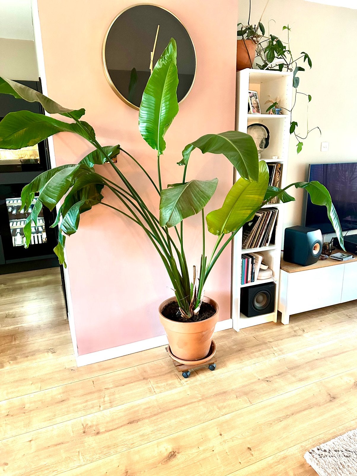 Strelitzia Nicolai, Ophalen, Halfschaduw, 200 cm of meer