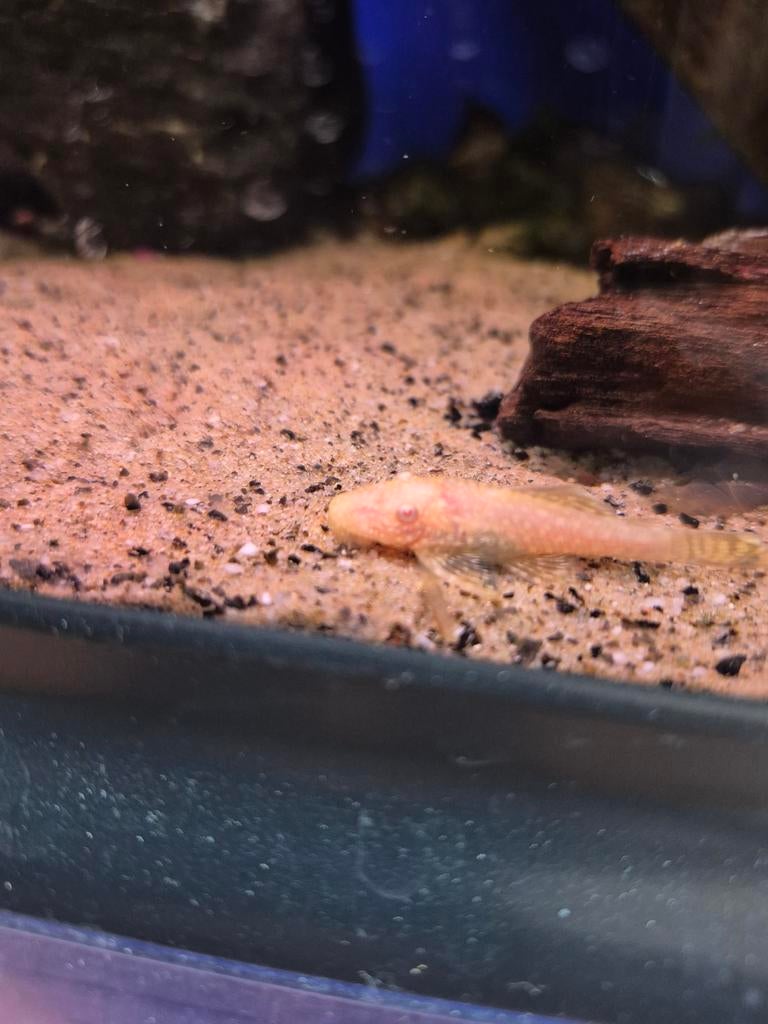 Albino algeneters, Dieren en Toebehoren, Vis