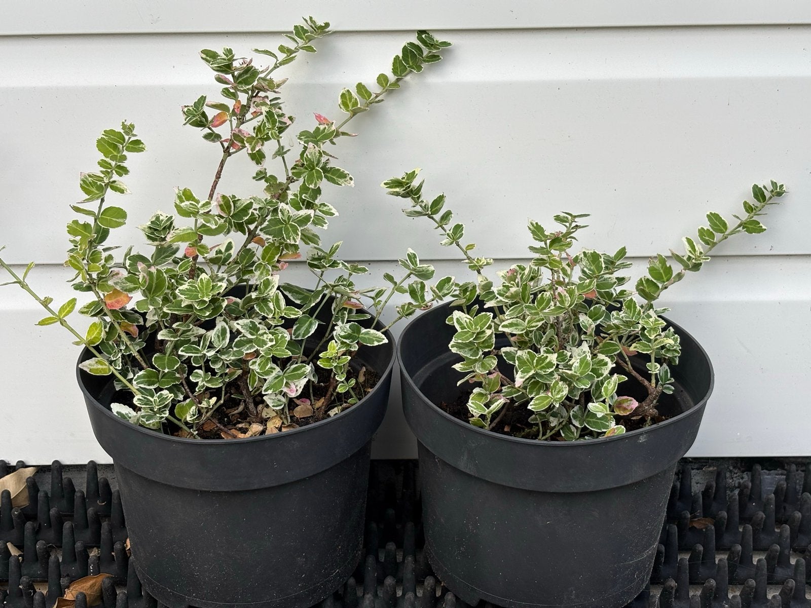 Witbonte Euonymus (Kardinaalsmuts) in potten, Tuin en Terras, Ophalen, Bodembedekkers, Volle zon, Vaste plant