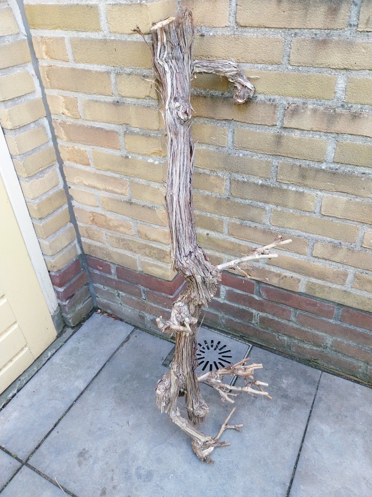 Druivenrank gebruikt voor bloemstuk., Ophalen