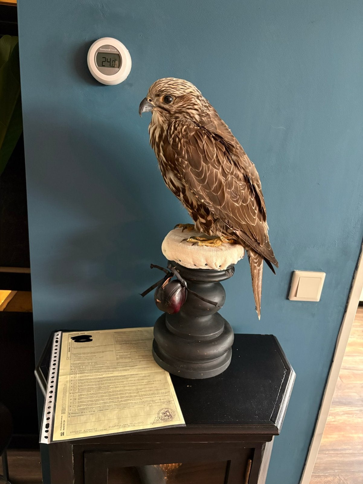 Geprepareerde Saker/giervalk + cites, Verzamelen, Ophalen, Vogel, Opgezet dier