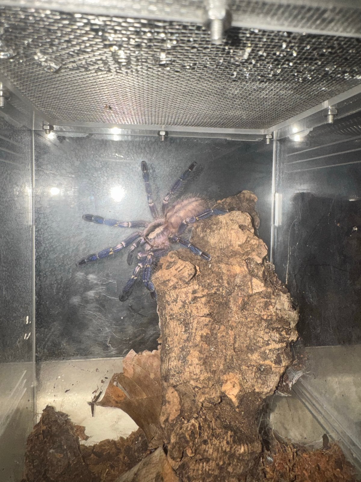Poecilotheria metallica P.Metallica