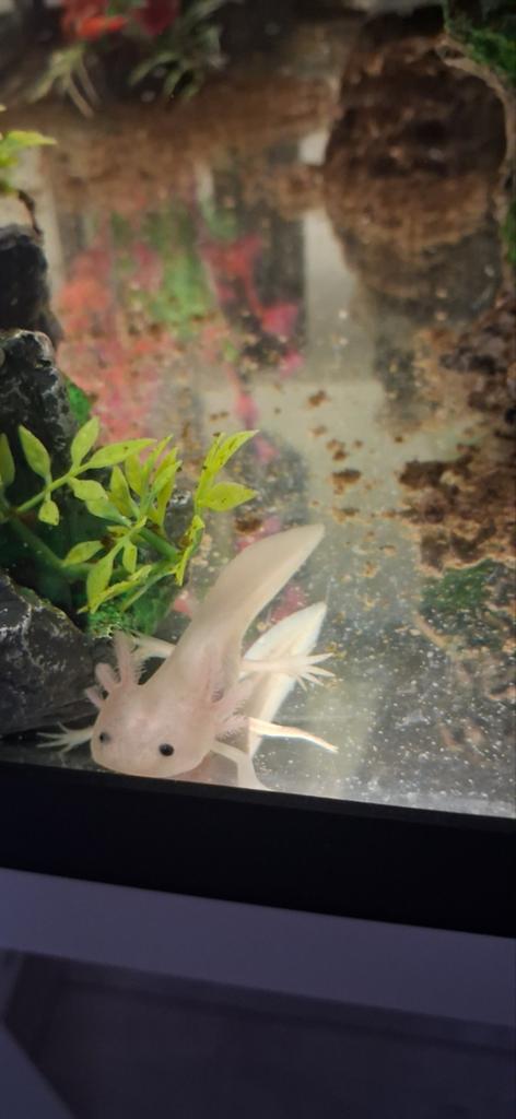 Baby Axolotl., Vis
