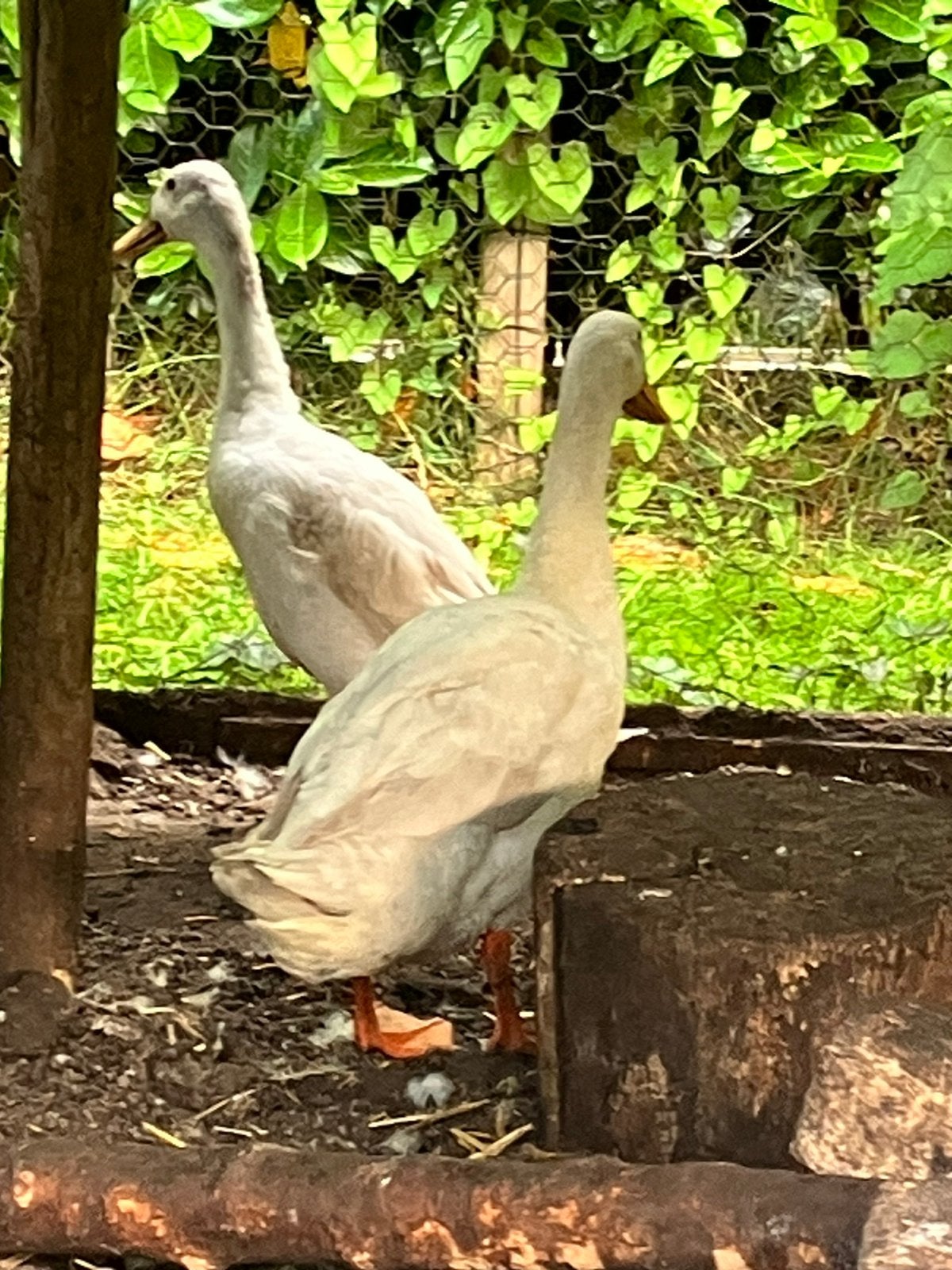 Indische loopeenden, Dieren en Toebehoren, Meerdere dieren, Eend