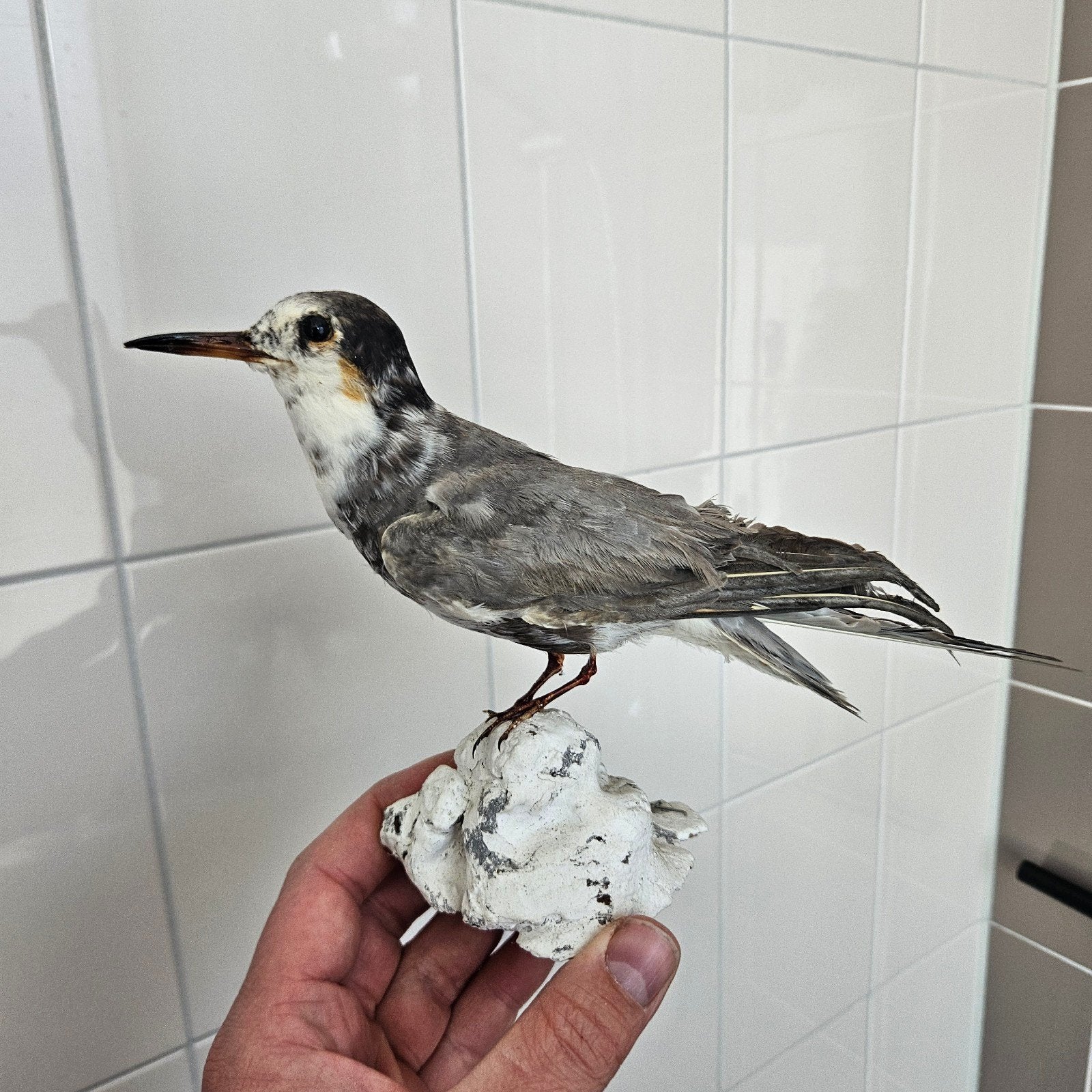 opgezette Visdief stern opgezet taxidermie taxidermy, Ophalen of Verzenden, Gebruikt, Vogel, Opgezet dier