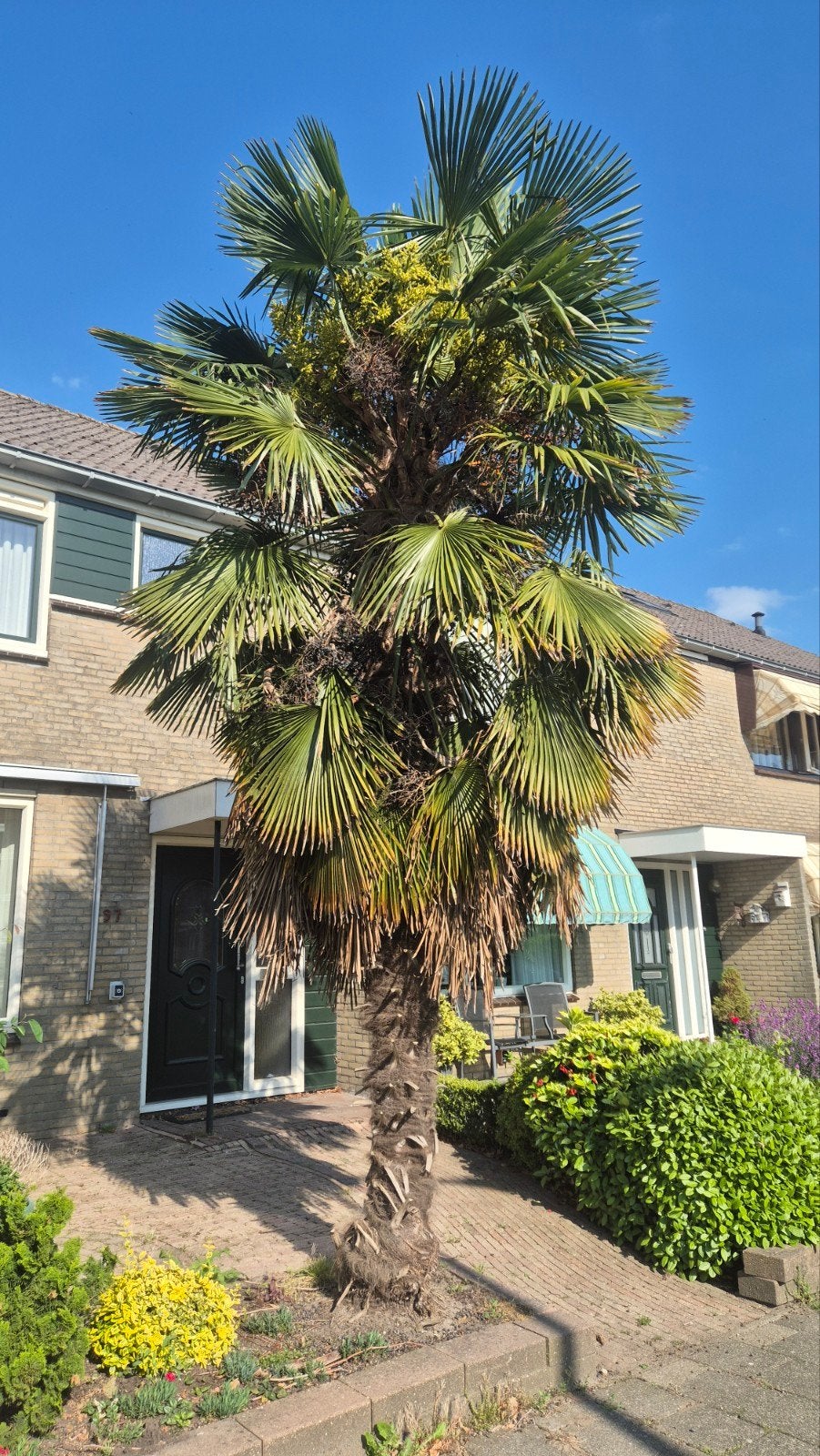 Palmboom, Tuin en Terras, Planten | Bomen, 100 tot 250 cm, Zomer, Palmboom, Ophalen