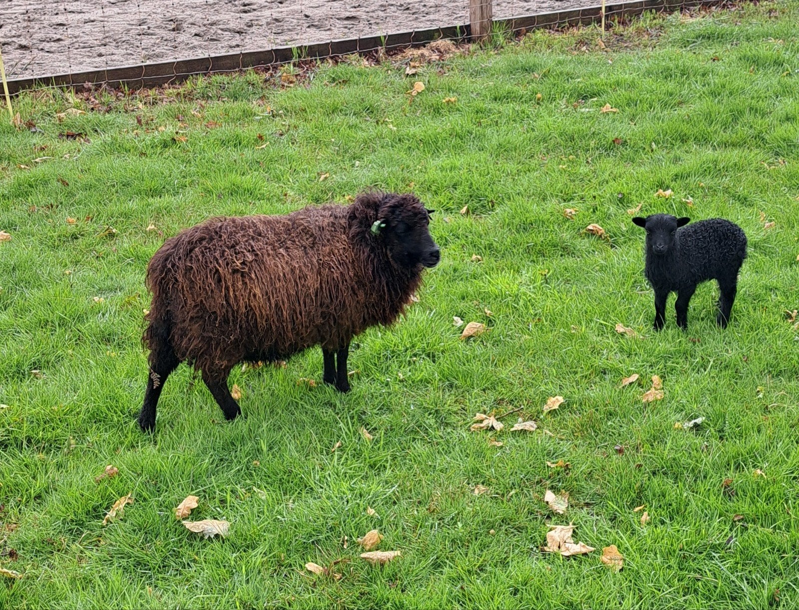 Ouessant schapen, Dieren en Toebehoren, Schapen, Geiten en Varkens, Vrouwelijk, Schaap